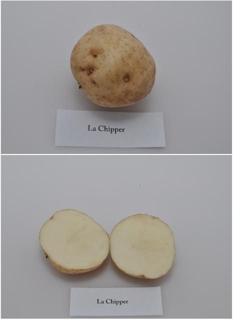 Figure 1. Typical tuber and internal flesh color of 'LaChipper' potato variety.
