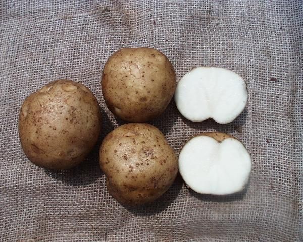 Figure 1. Typical tuber and internal flesh color of 'Harley Blackwell' potato variety.