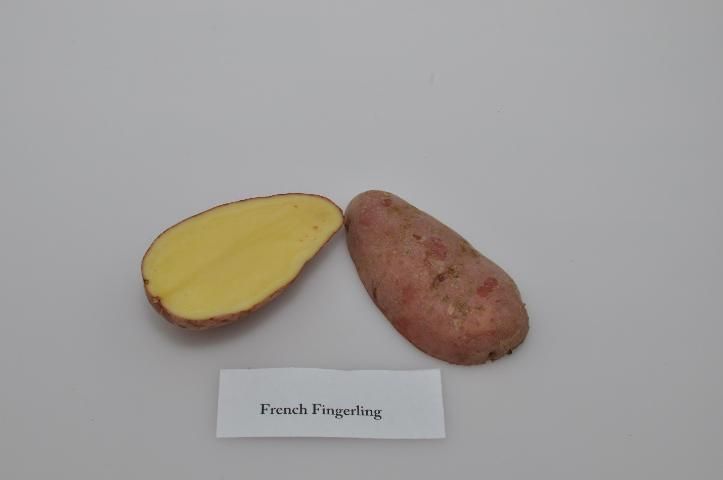Figure 1. Typical tuber and internal flesh color of 'Goldrush' variety.