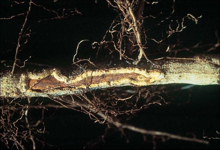 Figure 3. Root system damaged by Diaprepes larvae feeding.