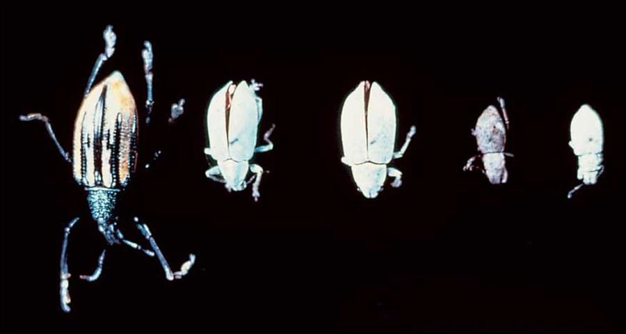 Figure 1. Photo of all 5 weevils allows size differences to be seen. From left to right, Diaprepes, Citrus root weevil, Northern citrus root weevil, Fuller rose beetle, Little leaf notcher.