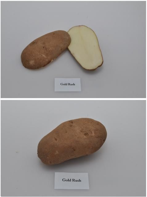 Figure 1. Typical tuber and internal flesh color of 'French Fingerling' potato variety.