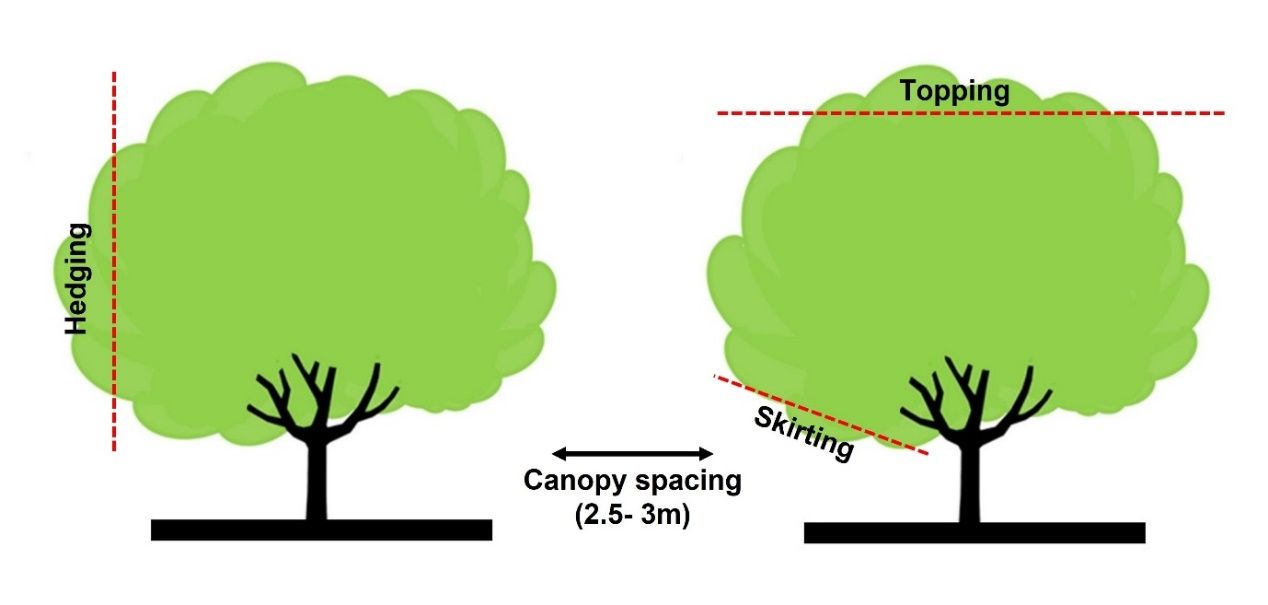 Demonstration of various pruning types for canopy management such as hedging, topping, and skirting