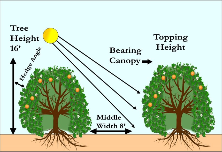 Topping height, middle width, and solar angle influence the amount of sunlight that gets to the lower canopy.