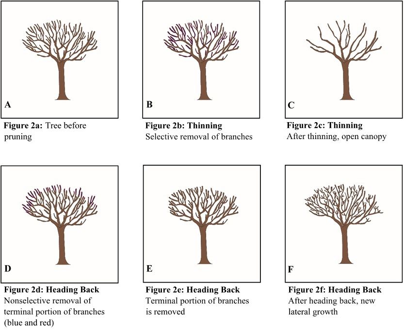 Graphics indicating different branches to thin in tree canopy.