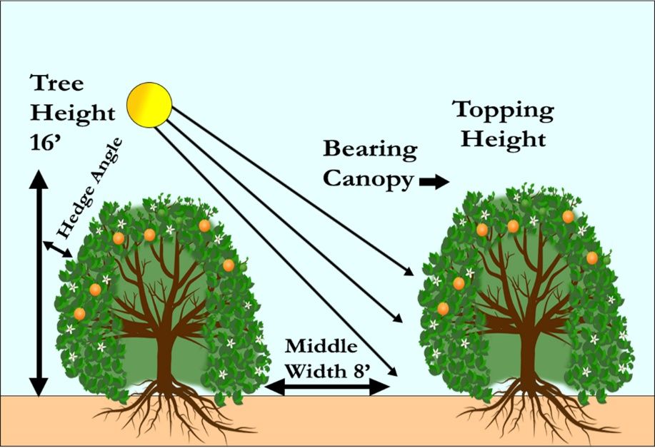 Graphic of two trees standing at 16 ft tall and 8 ft apart, each with bearing canopy, the solar angle starting from bottom half and below, and hedge angle at about 100 degrees.