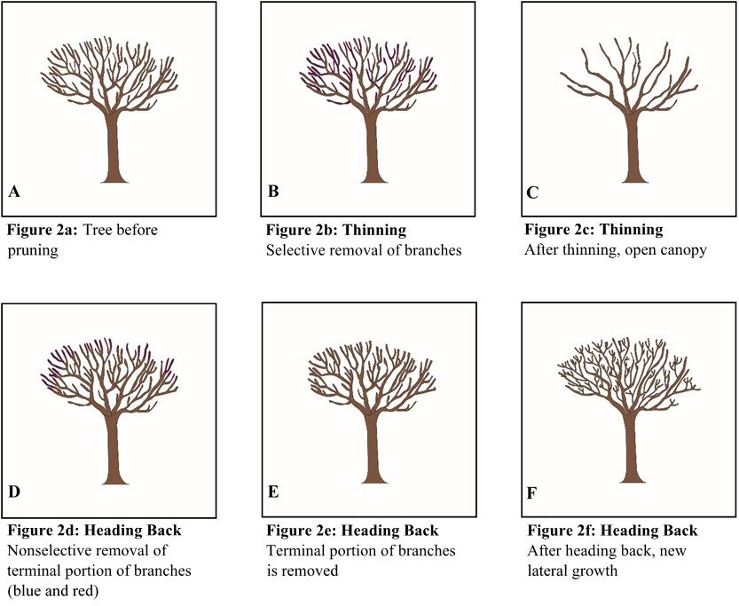 The two types of pruning cuts. a: Tree before pruning; b–c: Thinning, selective removal of branches to open up the canopy; d–f: Heading back, nonselective removal of terminal portion of branches resulting in more lateral branching.