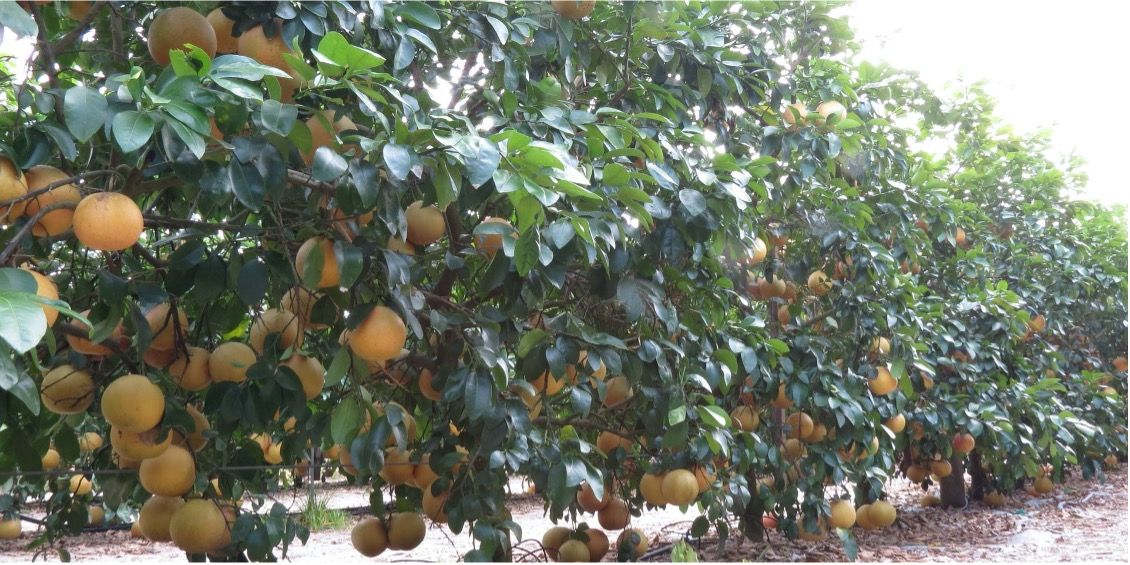 Rows of planted citrus trees covered in green leaves and mature fruit.