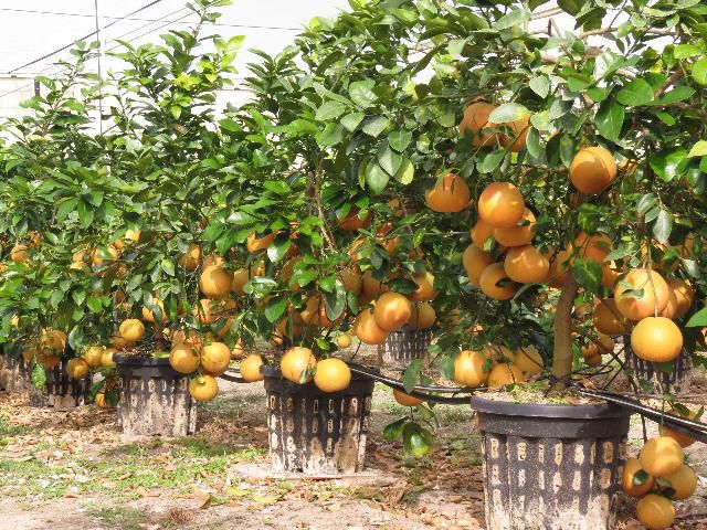 In a nursery are rows of potted citrus trees covered in green leaves mature fruit.