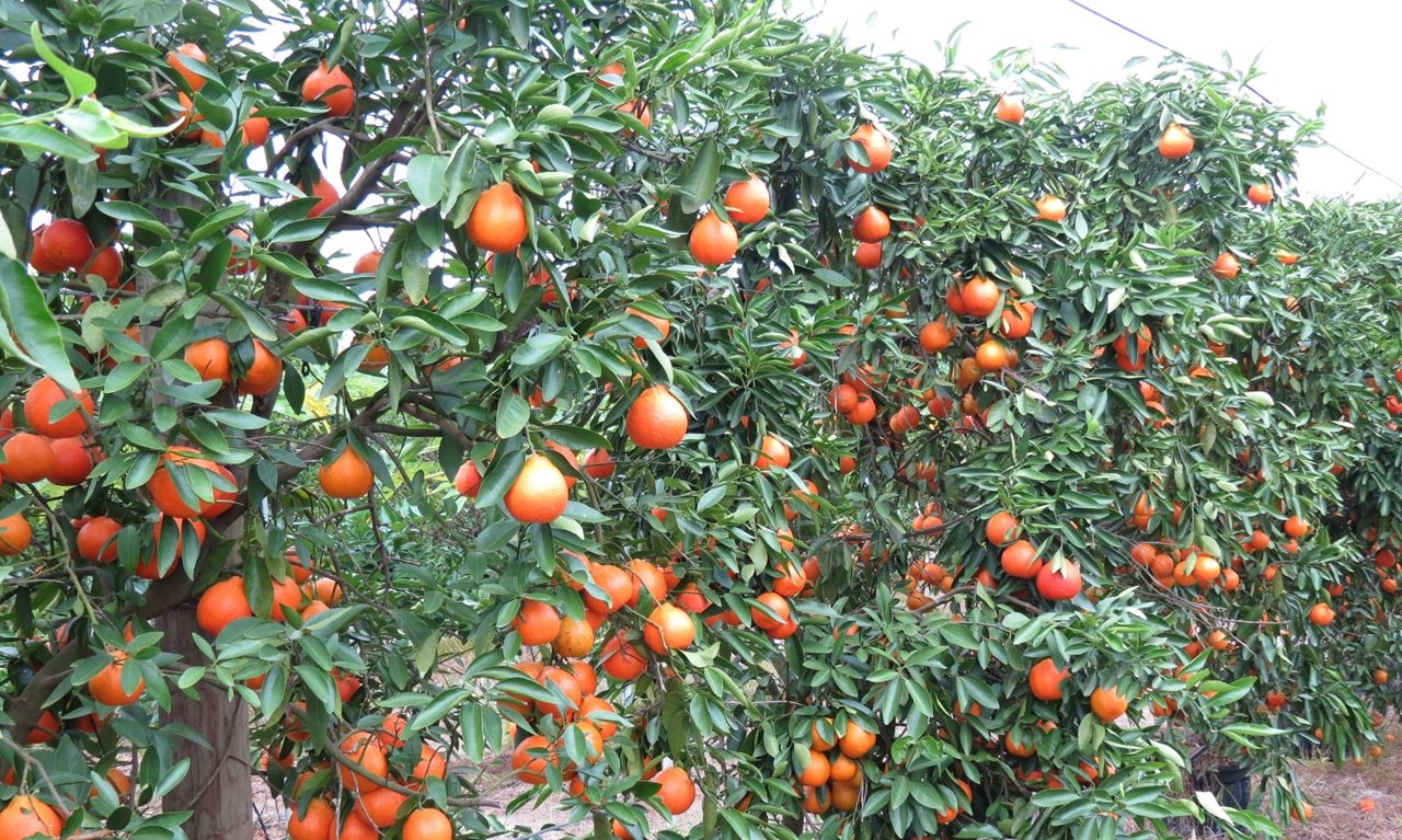 Rows of citrus trees covered by dark green leaves and mature reddish-orange fruit.