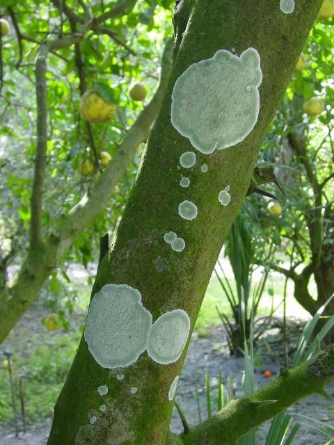 Figure 11. Lichens.