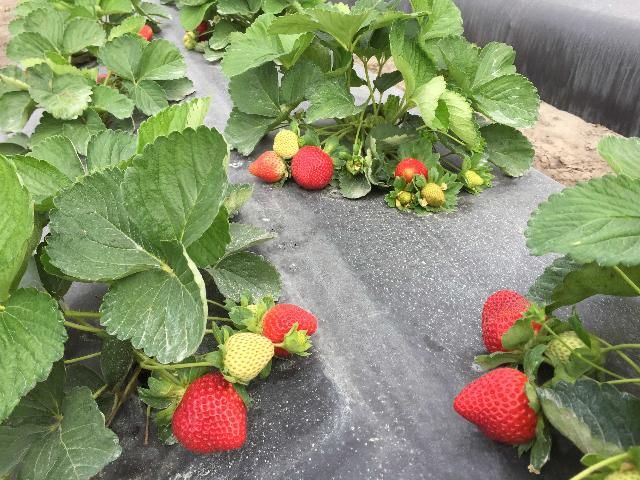 Figure 1. Plants and fruit of 'Florida Beauty' strawberry at UF/IFAS GCREC in 2016.