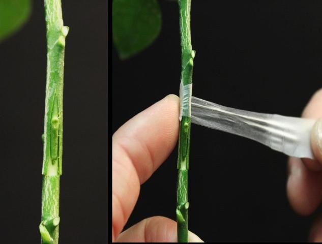 Figure 6. Inserting the bud (left) and wrapping the bud (right).