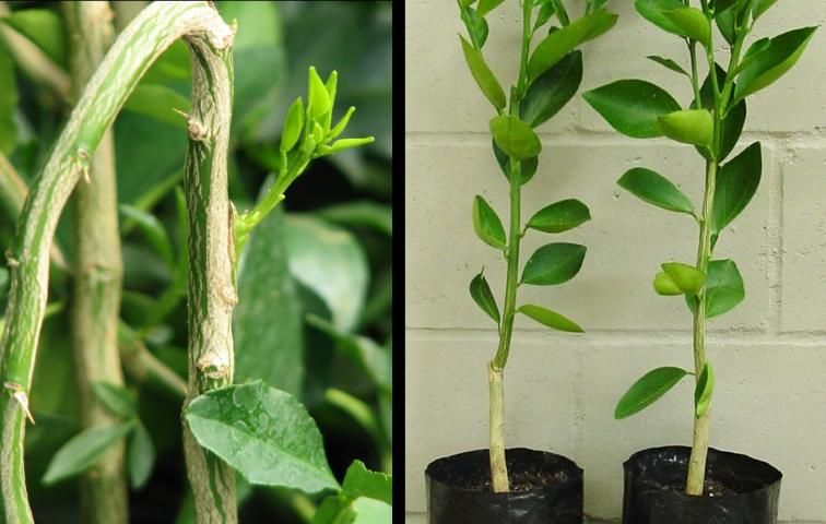 Figure 9. Buds beginning to grow (left) and finished trees (right).