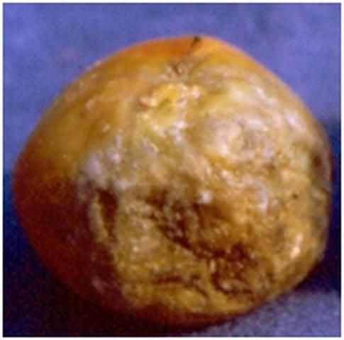 Figure 7. Advanced buckeye rot.