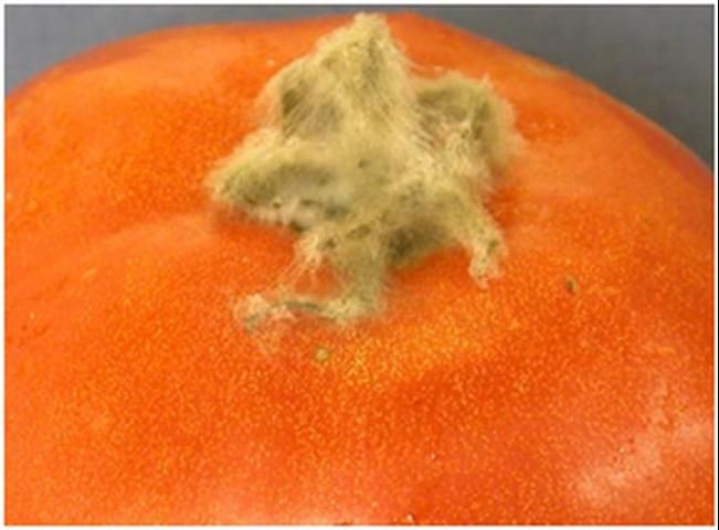 Figure 12. Storage mold covering an attached stem but without evidence of penetration into the fruit.
