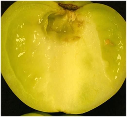 Figure 2. Sliced tomato showing a soft lesion that began under the fruit's stem scar.