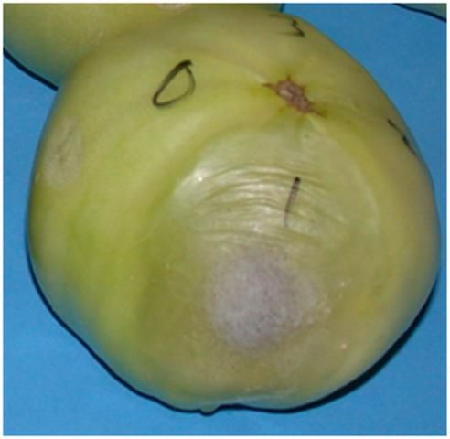 Figure 5. Rhizopus rot on green fruit.