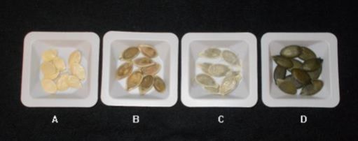 Figure 1. Various Cucurbita pepo seed phenotypes, where A) represents hulled seeds, B) represents semi-hulled seeds, C) represents thin layered seeds, and D) represents 'naked' seeds.