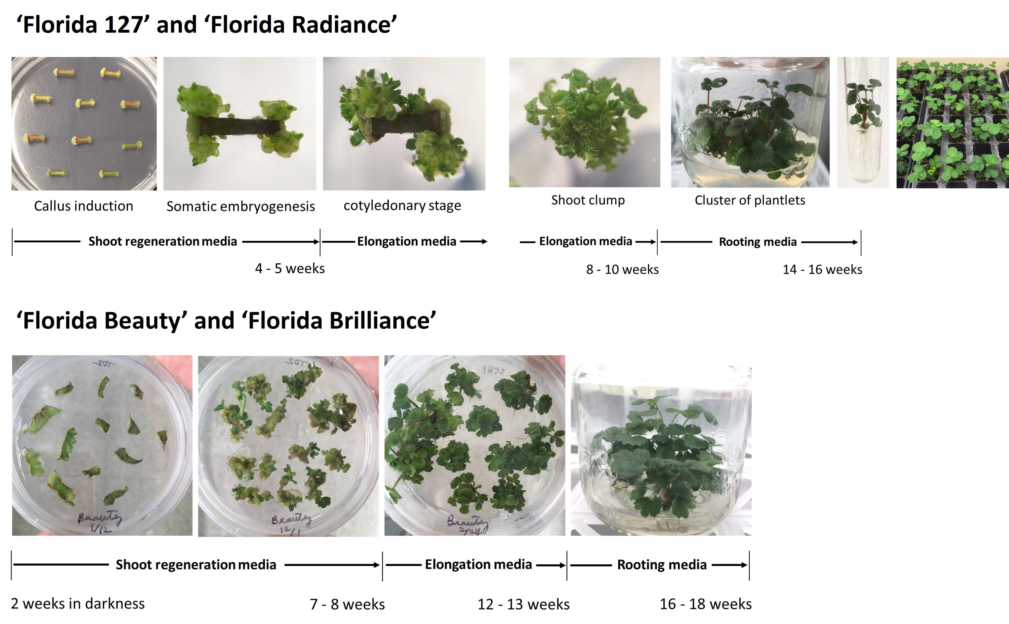 Figure 2. Progression of shoot and root regeneration for Sweet Sensation® 'Florida127' and 'Florida Brilliance' (FL 13.26-134). First image from left: shoots and embryos are generated from the callus of the explants; second image: expanded shoots; third image: elongated shoot clusters; fourth image: plantlets in rooting media.