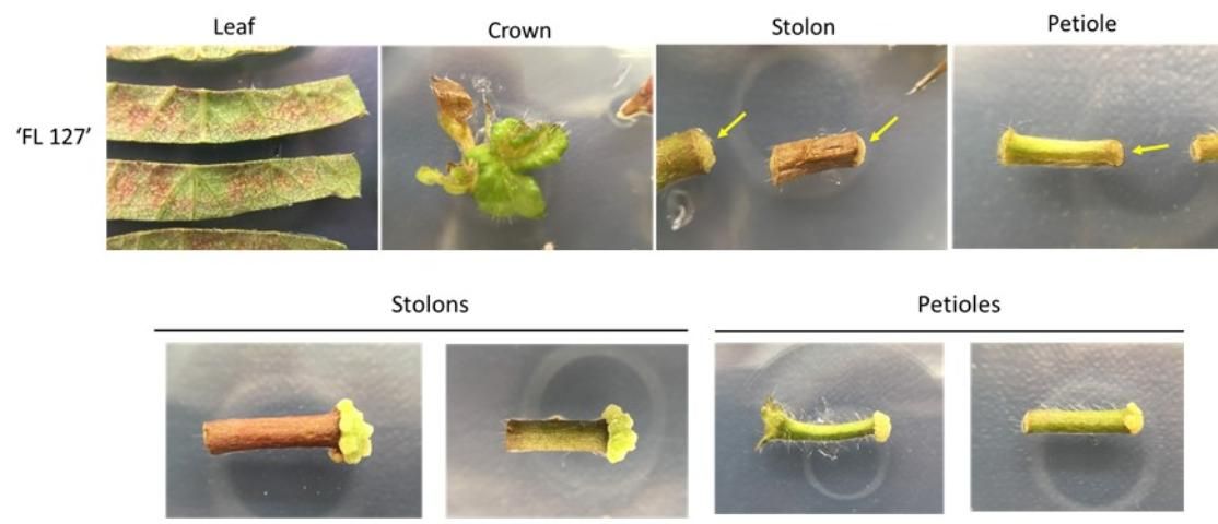 Figure 1. Test for callus induction with different tissues of Sweet Sensation® 'Florida127'. Leaf tissues, meristem tissues from crowns, stolons, and petioles were harvested from greenhouse-grown plants that were six to eight months old.