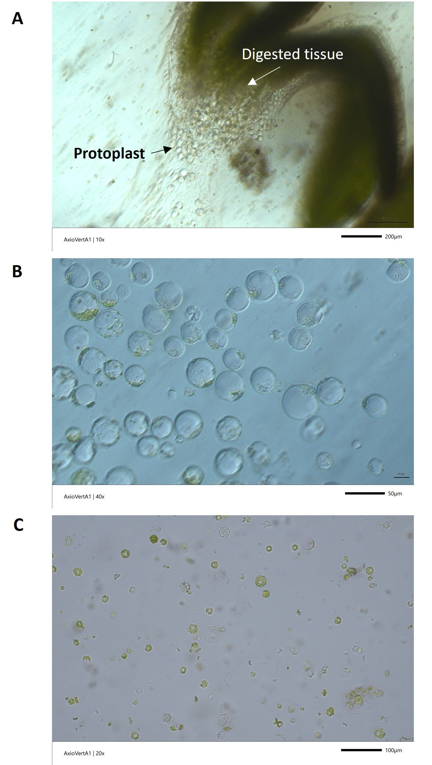 Isolation of strawberry protoplasts from in-vitro cultured Sweet Sensation® ‘Florida 127’. Protoplast released 15 hours after enzyme digestion (A), and tissue debris was filtered for purifying protoplasts (B). The freshly isolated strawberry protoplast were transformed with CRISPR constructs (C). 