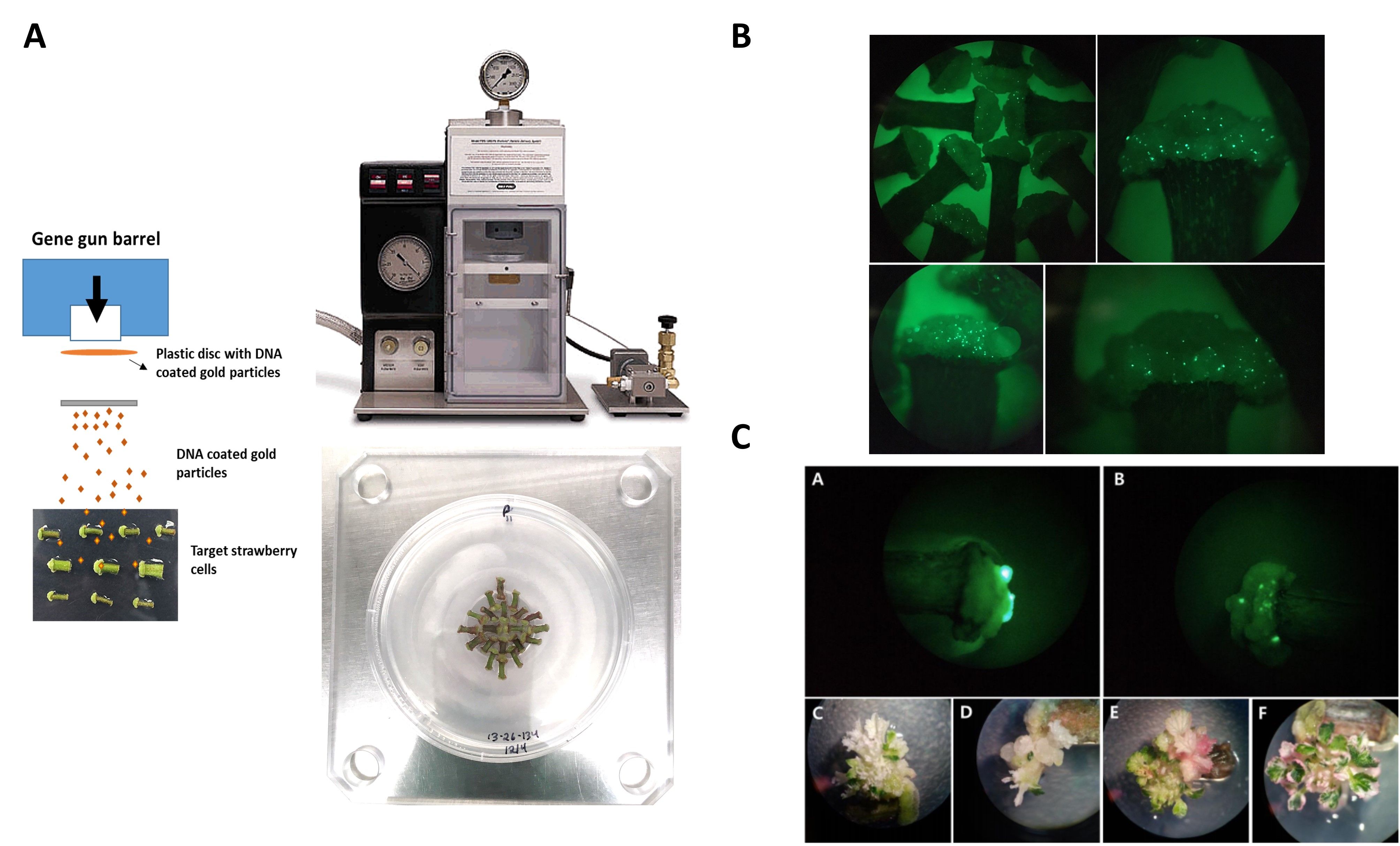 (A) General procedure of transformation using the metal particle bombardment system. (B) Transient expression of synthetic green fluorescent protein (GFP) in ‘Sweet Sensation®’ strawberry. (C) CRISPR precisely knocked put the chlorophyll gene, Phytoene Desaturase (PDS), in Sweet Sensation® ‘Florida 127’. GFP signal in strawberry callus showing that transformation was successfully done (a-b), CRISPR mutant shoot lines with albino phenotype (c-f) 