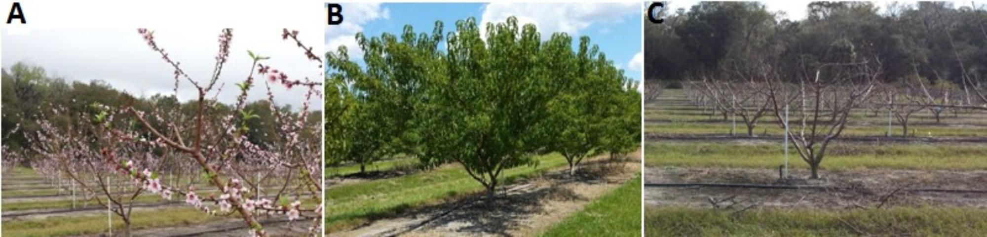 A) Peach trees flowering during spring; B) vegetative growth during late May‒November; C) dormant trees during mid-December to early January.