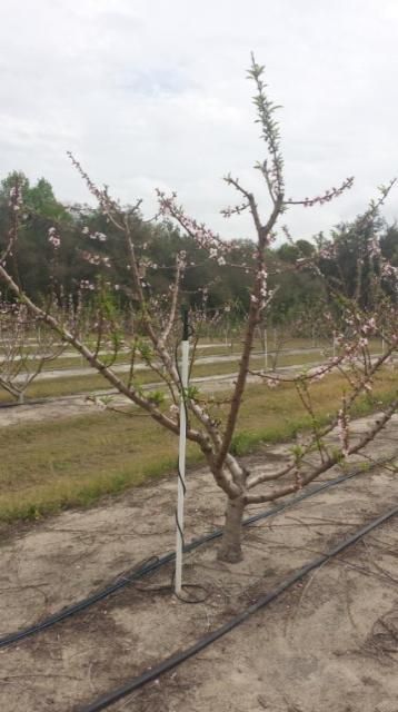 Micro-sprinkler irrigation system used for water supply and freeze protection.