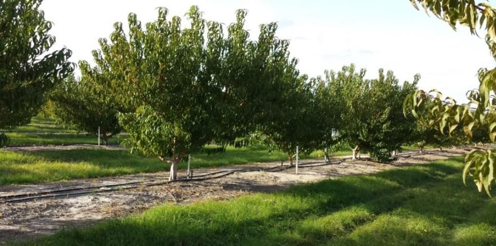 Peach trees in a commercial orchard in central Florida.