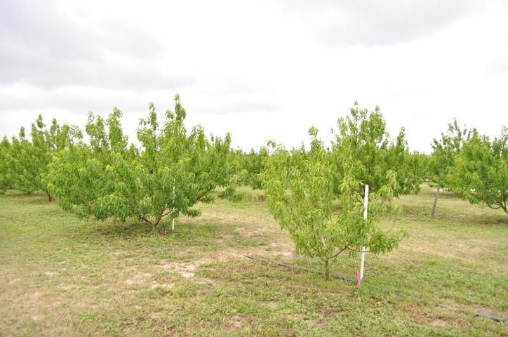 Figure 2. Damage symptoms caused by root-knot nematodes on peach. Trees on the left are healthy, but the one on the right shows yellowing, stunting, and reduced vigor.