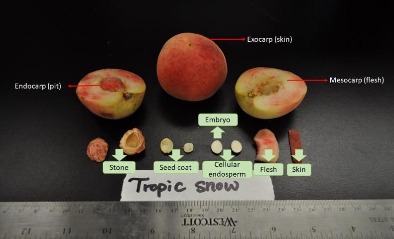 Figure 2. Peach fruit anatomy.
