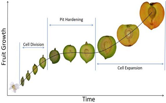 Figure 3. Fruit growth stages in 'UFSun'.