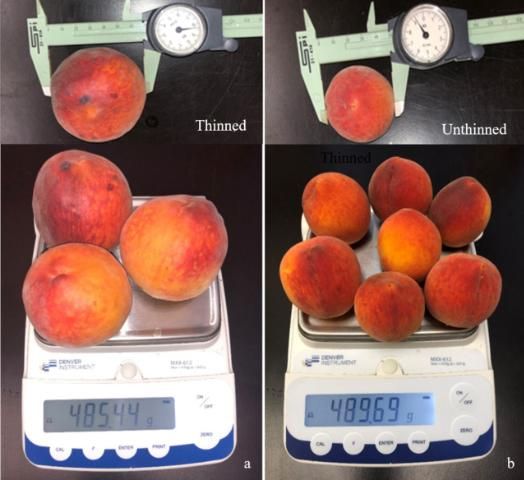 Figure 13. Impact of thinning on fruit size and weight; a) fruit thinned about 6 to 8 inches apart on the tree branches; b) fruit from an unthinned tree.