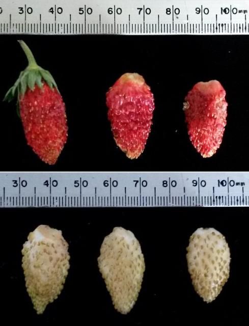 Figure 2. Examples of red and white Alpine strawberry fruit types. Some varieties are naturally calyx-free when harvested. Note: 25 mm is ~1 inch.