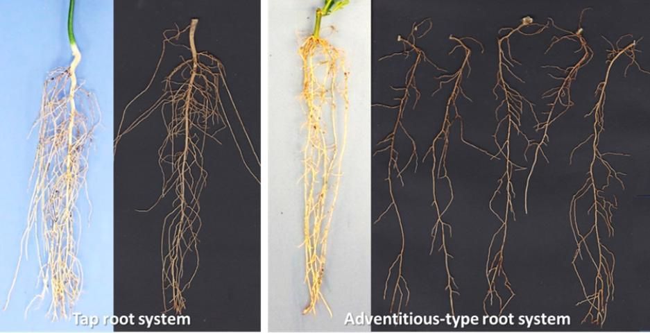 Figure 5. Typical seedling root system (left) and cutting-derived adventitious root system (right) of young citrus rootstock plants.