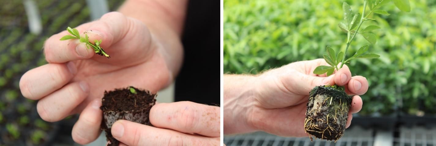 Figure 4. Left: Tissue-culture-generated shoots placed into potting medium for rooting. Right: Young tissue-culture-generated rootstock seedling several weeks after rooting.