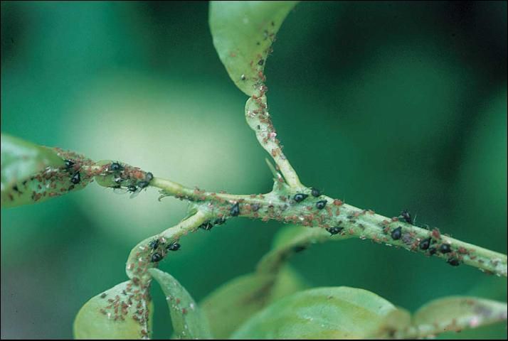 Figure 1. Brown citrus aphid.