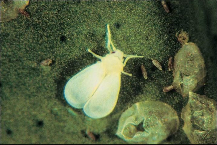 Figure 8. Cloudy-wing whitefly.