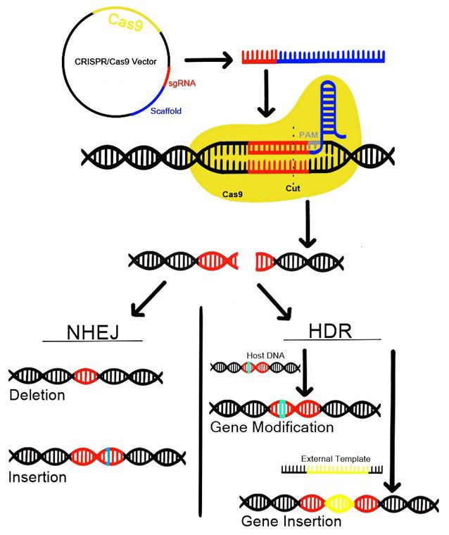 Depiction of CRISPR/Cas9-mediated gene editing.