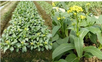 Figure 3. Bok choy grown to bolting stage (right) in Guangdong, China.