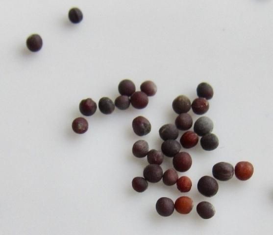 Figure 1. Seeds of a bok choy cultivar (1–1.5 mm in diameter).