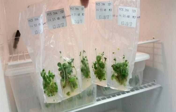 Figure 4. Strawberry plantlets in long-term storage.