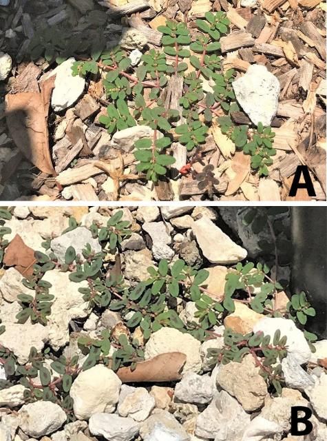 Figure 3. Prostrate spurge growing on nursery floors mulched with wood chips (A); and rock (B).