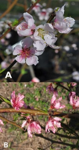 Figure 2. Flores de durazno vistosas (A) y no-vistosas (B).