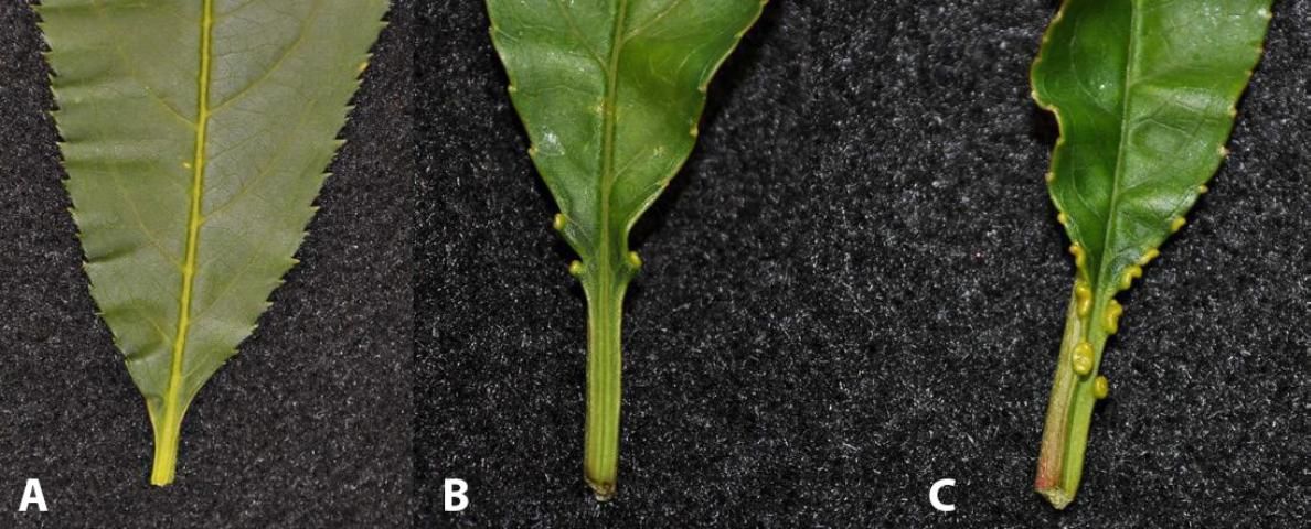 Figure 3. Glándulas de las hojas de durazno: no-glandular (A), globosa (B) y reniforme (C).