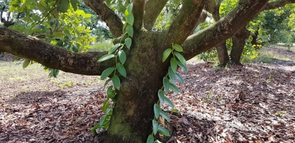 V. pompona growing on an avocado tree. Vines were received as 1-meter-long cuttings. Growth is after one year without supplemental irrigation. 