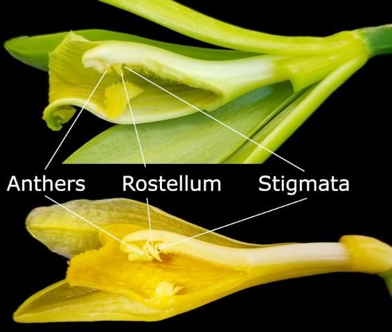 Flores de V. planifolia (arriba) y V. pompona (parte inferior) con anteras (polinias), rostelo y estigmas. Los estigmas están protegidos directamente detrás del rostelo.