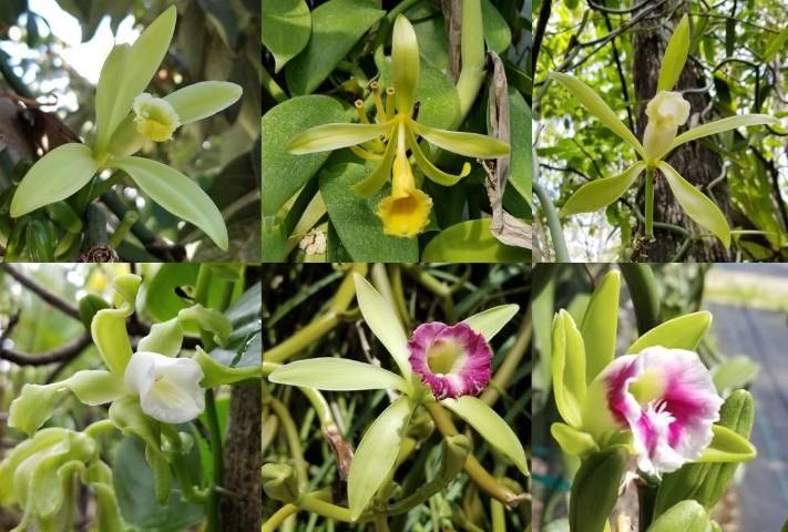 Flores de V. planifolia (arriba a la izquierda), V. pompona (arriba en el medio), V. phaeantha (arriba a la derecha), V. mexicana (abajo a la izquierda), V. dilloniana (abajo en el medio) y V. barbellata (abajo a la derecha) que crecen en el sur de Florida.