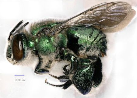 La Euglossa dilemma atraída y capturada en el Centro de Investigación y Educación Tropical de la Universidad de Florida. Esta abeja podría ser un polinizador de orquídeas de vainilla.